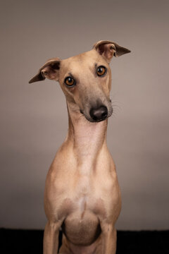 adorable and curious brown dog Italian greyhound with big brown eyes and big black nose portrait on grey and brown background in studio
