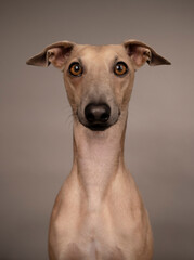 adorable and curious brown dog Italian greyhound with big brown eyes and big black nose portrait on grey and brown background in studio