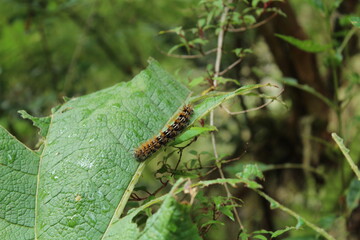 Patagonia Chilena - Futaleufú