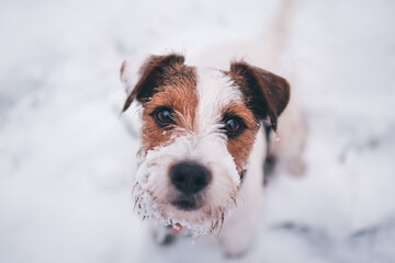 Cute Parson Russell Terrier Winter Portrait