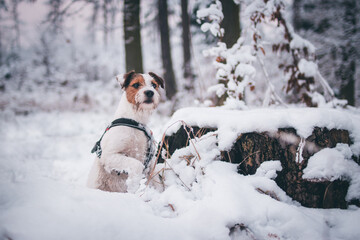 Cute Parson Russell Terrier Winter Portrait