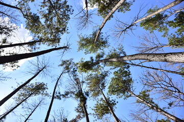 trees and sky