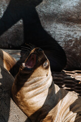 La fauna de puerto madryn: lobos marinos