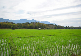 Nature green cornfield in the mountain background Laos PDR 2021