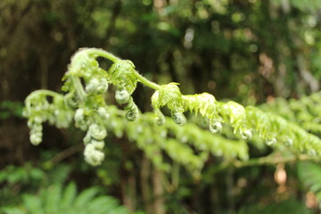 Patagonia Chilena  - Futeleufú