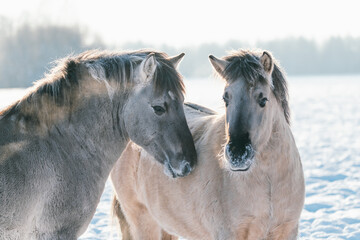 Obraz premium Gray and white horse is walking on the snow field in winter. the breath of the horses appears, cold weather