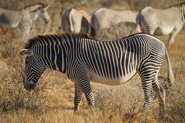 Obraz premium Several Gevey's zebras stand on the dry grasslands. Large numbers of animals migrate to the Masai Mara National Wildlife Refuge in Kenya, Africa. 2016.
