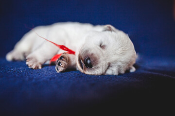 Potrait of a newborn white Shepherd puppy. Baby dog on a blue blanket. One week old dog