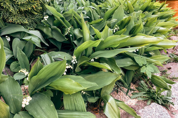 blooming lily of the valley