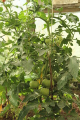 Patagonia Chilena  - Futeleufú