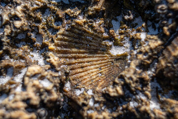 fossil shell imprint