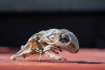 mummified frog