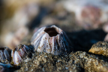 purple barnacle