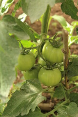 Patagonia Chilena  - Futeleufú