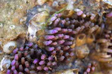 purple polyps coral