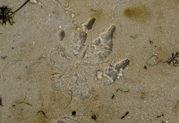 paw print in the sand