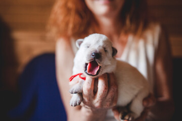 Newborn swiss shepherd lying in breeder hands. cute Puppy holding by owner. Portrait of a young dog