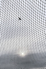 bird on the sky background through the grid