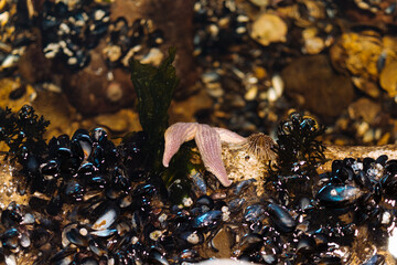 Arrecifes artificiales en el museo