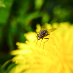 Defocused macro of fly on a yellow dandelion flower in summern on green leaves foliage background