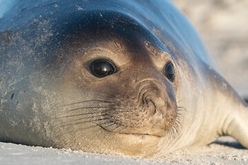 Elephant seal on the beatch