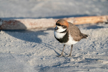 The two-banded plover (Charadrius falklandicus)