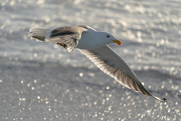 The kelp gull (Larus dominicanus)