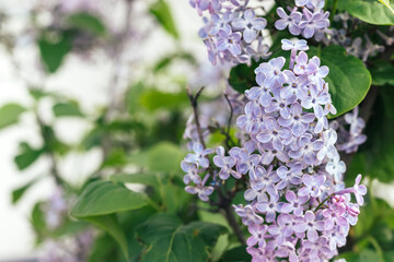Beautiful branch of lilac in green leaves. Selective focus. Closeup view. Blurred background with copy space