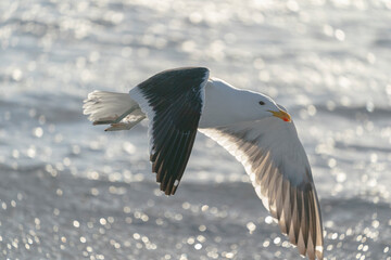 The kelp gull (Larus dominicanus)