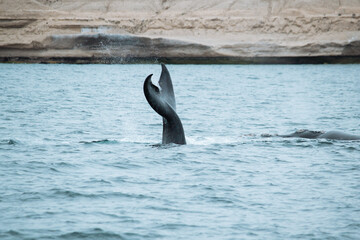 Fototapeta premium Las ballenas salieron a jugar