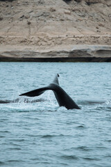 Obraz premium Las ballenas salieron a jugar