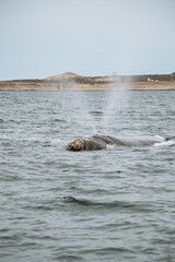 Obraz premium Las ballenas salieron a jugar