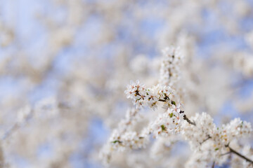 Cherry trees bloom in spring. White cherry blooming. Spring clear sunny blue sky day. Selective focus. Free space. 