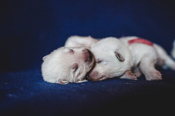 Fototapeta premium Potrait of more young white puppys lying on a Blanket. swiss shepherd siblings sleeping on a blanket