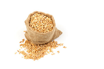 grains of wheat or rye in bag with bunch of dry ears isolated on white background
