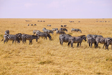 Fototapeta na wymiar A group of zebras rest and eat grass on the dry grasslands. Large numbers of animals migrate to the Masai Mara National Wildlife Refuge in Kenya, Africa. 2016.