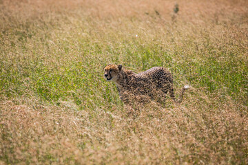 Cheetah watching for the hunt in Serengeti National Park of Tanzania, East Africa...