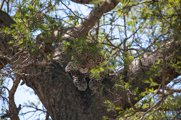 Leopard on a tree watching for the hunt in Serengeti National Park of Tanzania, East Africa...