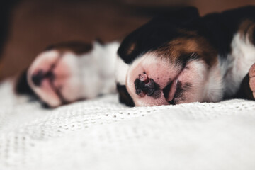 Little puppy of Bernese Mountain Dog in bed. Cute animals