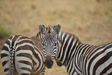 Fototapeta na wymiar Two zebras, one staring into the camera. One tail faces the lens. Large numbers of animals migrate to the Masai Mara National Wildlife Refuge in Kenya, Africa. 2016.