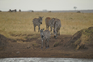 Four zebras walked to the river, ready to drink water. Large numbers of animals migrate to the Masai Mara National Wildlife Refuge in Kenya, Africa. 2016.