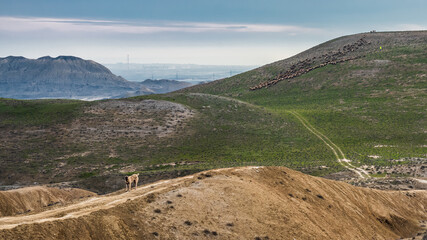 A flock of sheep grazing on a mountainside