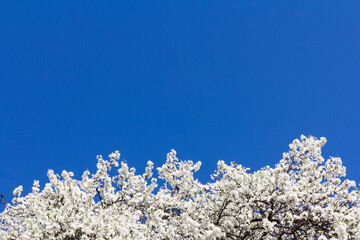 The plum blossom is the flower representing the early spring