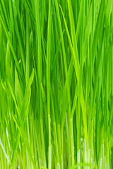 Green wheat sprouts .Spring grass .Naturale background