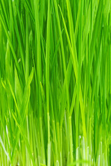 Fototapeta premium Green wheat sprouts .Spring grass .Naturale background