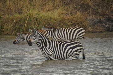 Fototapeta na wymiar Three zebras stood in the river, one of them staring at the camera. Large numbers of animals migrate to the Masai Mara National Wildlife Refuge in Kenya, Africa. 2016.