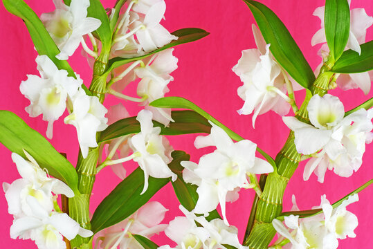 Flowering orchid Dendrobium Nobile on pink background