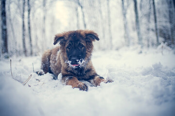 Potrait of an german shepherd puppy standing in the snow. Young Dog in winter
