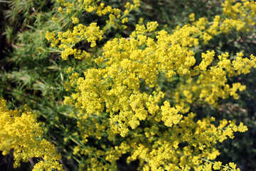 Obraz premium yellow flowers in spring