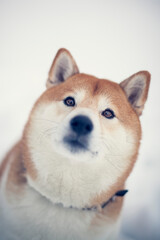 Portait of an red shiba inu standing in a winter landscape. Dog in the snow.